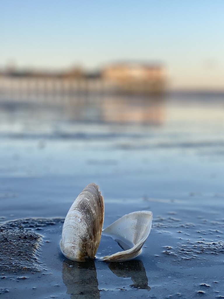 Seashell at Old Orchard Beach by clay88