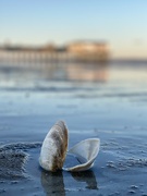 23rd Mar 2022 - Seashell at Old Orchard Beach