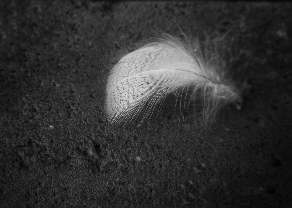 A feather  by salza