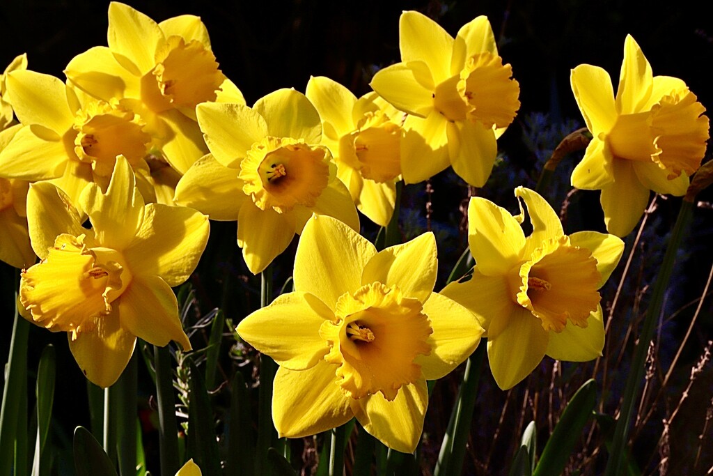 A Host of Golden Daffodils  by carole_sandford