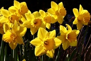 23rd Mar 2022 - A Host of Golden Daffodils 