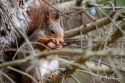 23rd Mar 2022 - I spotted a squirrel in the tree