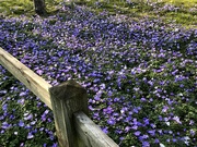 23rd Mar 2022 - Blue Flowers