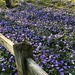 Blue Flowers by arkensiel