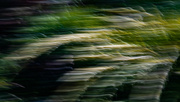 23rd Mar 2022 - Intentional Camera Movement   ....... in the garden!