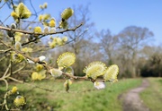 23rd Mar 2022 - Goat willow 