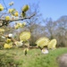 Goat willow  by boxplayer