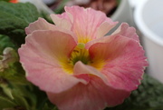 23rd Mar 2022 - Close up of a Primula bloom