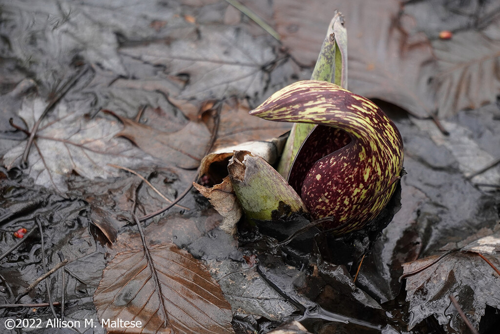 Budding Skunk Cabbage by falcon11