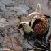 Budding Skunk Cabbage by falcon11