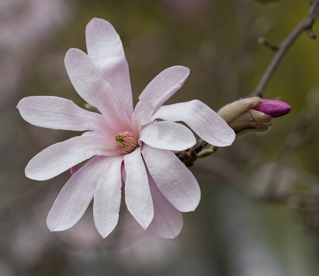 Pink Snowball Magnolia by cdonohoue