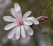 23rd Mar 2022 - Pink Snowball Magnolia