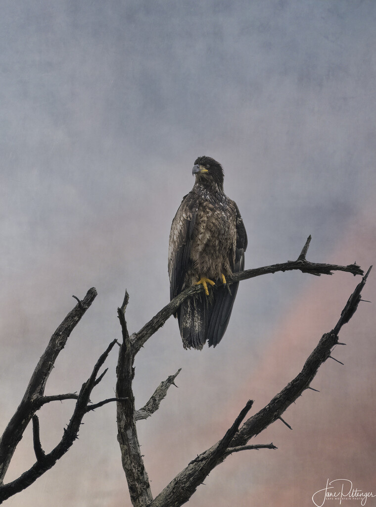 Juvenile Eagle On A Branch by jgpittenger
