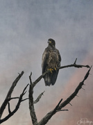 23rd Mar 2022 - Juvenile Eagle On A Branch
