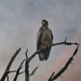 Juvenile Eagle On A Branch by jgpittenger