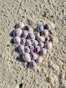 25th Mar 2022 - Heart of shells.  