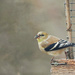 Goldfinch by ljmanning
