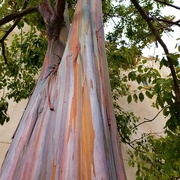11th Mar 2022 - Rainbow Eucalyptus