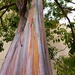 Rainbow Eucalyptus by mariaostrowski