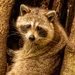 Mommie Rocky Raccoon! by rickster549