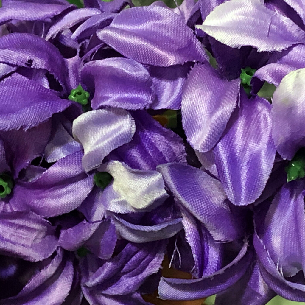 Purple flowers by homeschoolmom