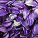 Purple flowers by homeschoolmom