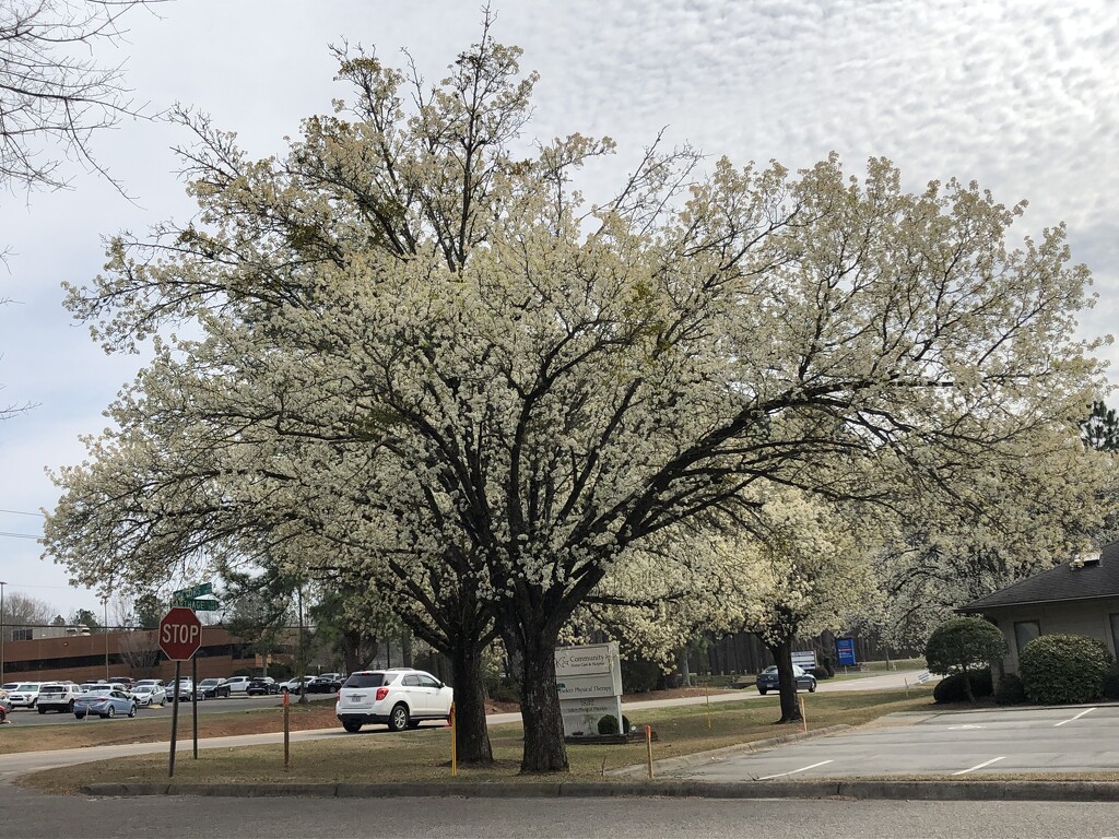 Spring View by homeschoolmom