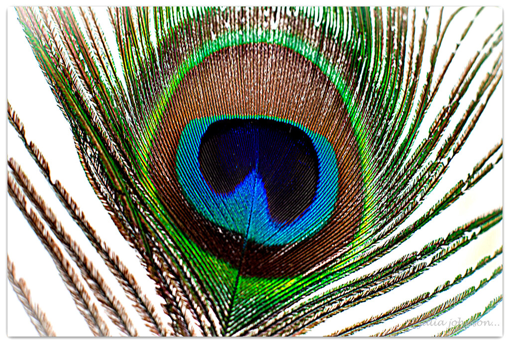 Colours of A Peacock... by julzmaioro