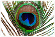 24th Mar 2022 - Colours of A Peacock...