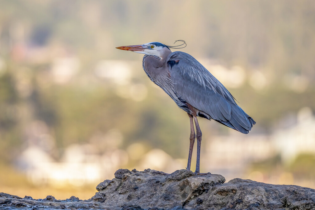 Great Blue Heron by nicoleweg