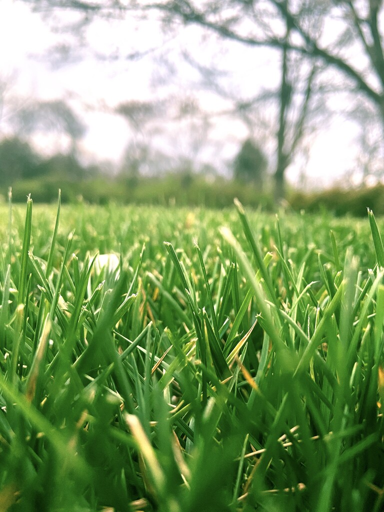 March Grass by 365canupp