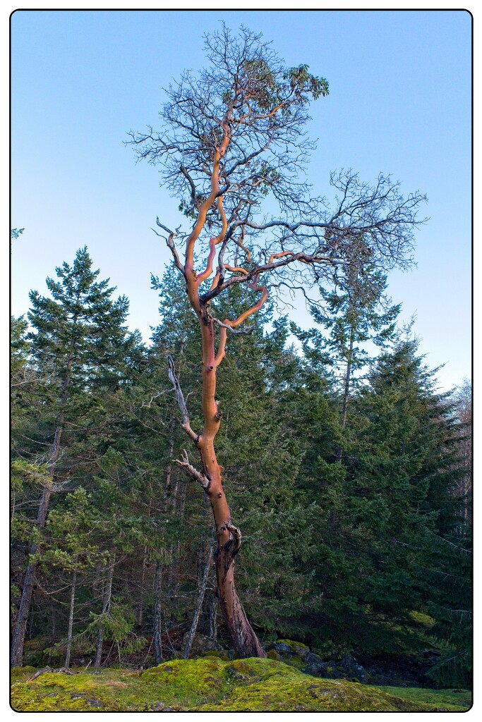 Lonely Arbutus by jnr
