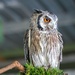 Such a shy little Owl by ludwigsdiana