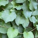 Leafy Green by kjarn