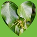 poison ivy by quietpurplehaze