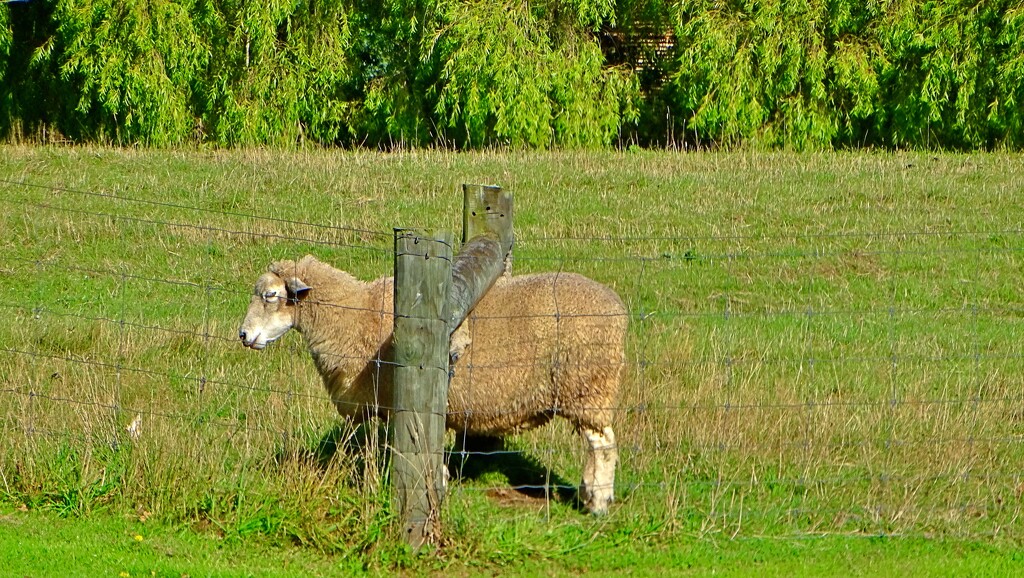 A Sheep Treat by maggiemae