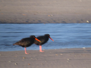 7th Mar 2022 - oyster catchers