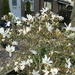 White Magnolia flowers. by grace55