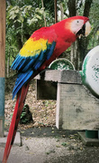 26th Feb 2022 - Macaw