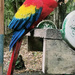 Macaw by gerry13