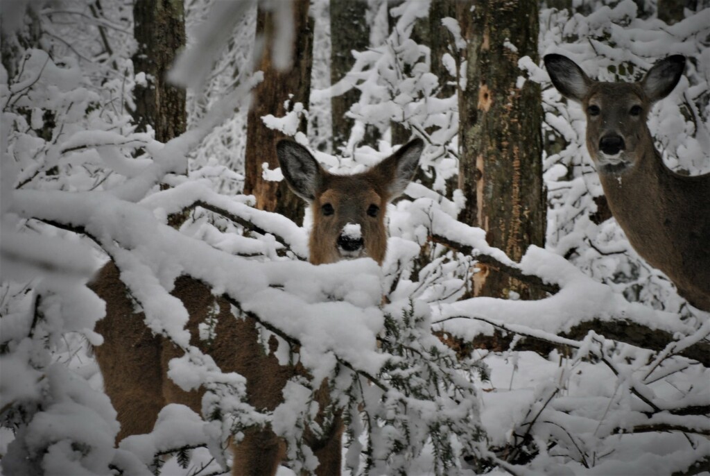 Day 64: Snowy Deer by jeanniec57