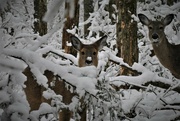 5th Mar 2022 - Day 64: Snowy Deer