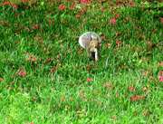 24th Mar 2022 - Squirrel on the Green