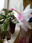 24th Mar 2022 - Christmas Cactus Third Blooming