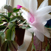 Christmas Cactus Third Blooming by revken70