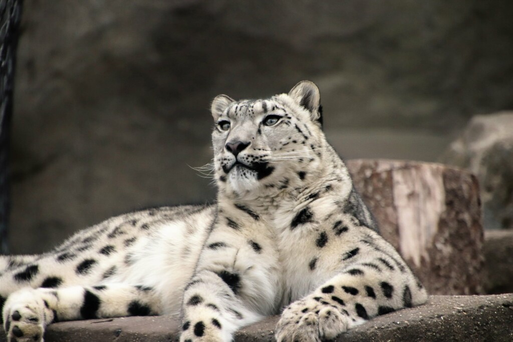 Snow Leopard by randy23
