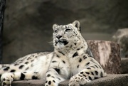 10th Mar 2022 - Snow Leopard