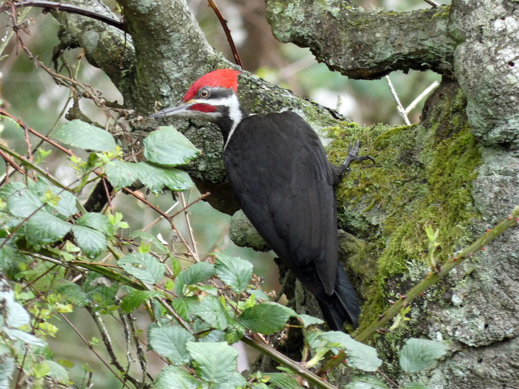 Pileated Woodpecker  by seattlite