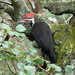 Pileated Woodpecker  by seattlite