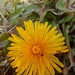 Spring.. Dandelion by 365projectorgjoworboys